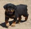 The Rottweiler