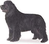 Newfoundland
