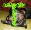 Rottweilers