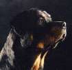 The Rottweiler