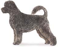 Portuguese Water Dog
