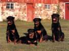 The Rottweiler