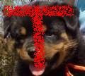 Rottweilers