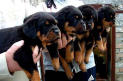 The Rottweiler