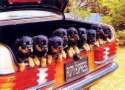 The Rottweiler