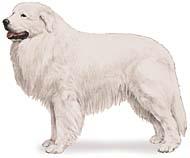 Great Pyrenees