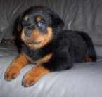 The Rottweiler