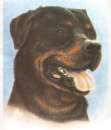 The Rottweiler