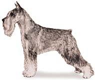 Standard Schnauzer