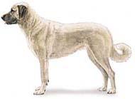 Anatolian Shepherd Dog