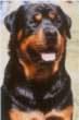 The Rottweiler