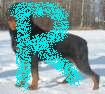 Rottweilers