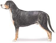 Greater Swiss Mountain Dog