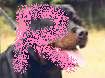 Rottweilers