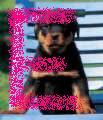 Rottweilers