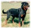 The Rottweiler