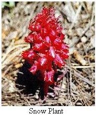 Snow Plant