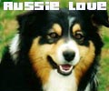 Australian Shepard FL (Code by me! My dog, AJ!)