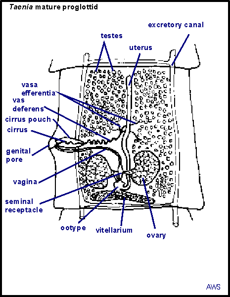 Mature proglottid (click to go back)