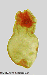 cysticercus w/ inverted scolex (click to go back)
