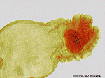 cysticercus w/ inverted scolex (click to go back)