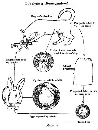 Taenia pisiformis life cycle (click to go back)