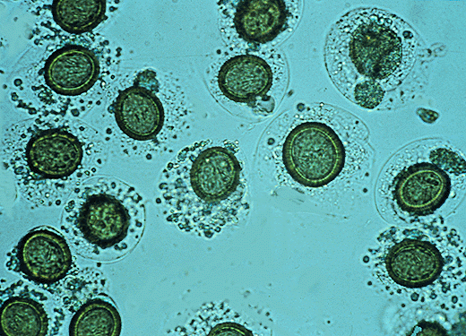 Taenia pisiformis eggs (click to go back)