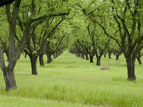 The Orchard