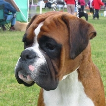 Headshot