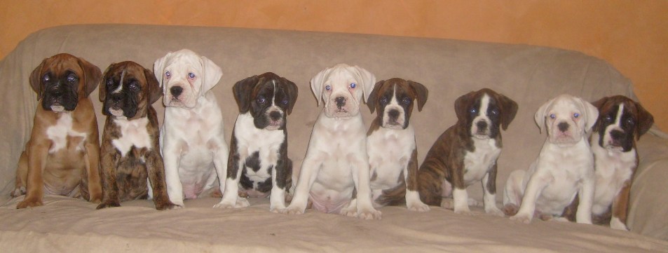 Imoen Puppies 8 weeks old......