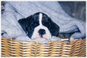 Soda at 7 weeks old