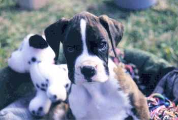 soda at 8 weeks old
