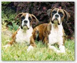 Soda & Winston