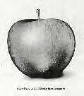 /user/GBapple2.jpg
