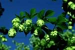 hops