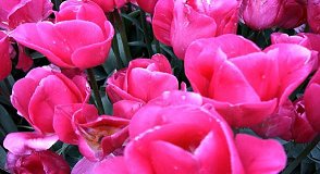 tulips 1