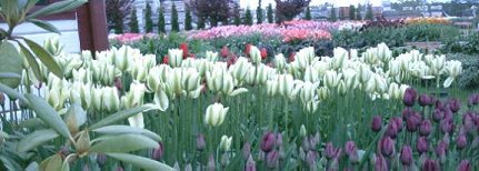 tulips 2