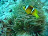 Clownfisch mit Seeanemone