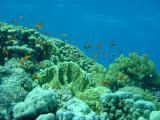 Riff mit Korallen und Fischen