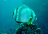 Fledermausfisch