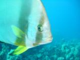 Fledermausfisch Protrait