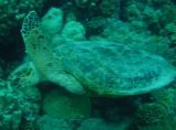 Schildkr&ouml;te