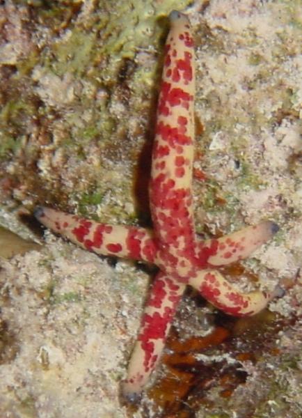 Kometenseestern