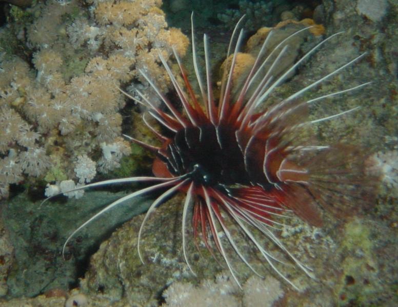 Feuerfisch