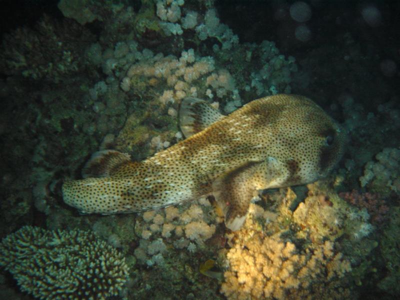 Igel- bzw. Stachelschweinfisch