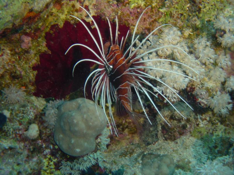 Feuerfisch