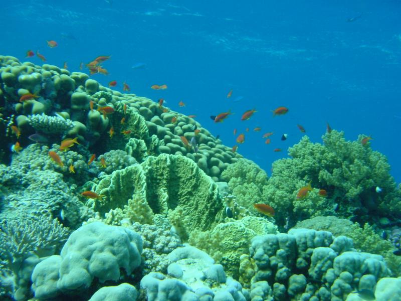 Riff mit Korallen und Fischen