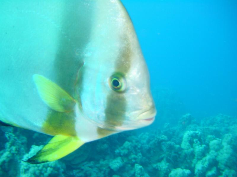 Fledermausfisch Protrait