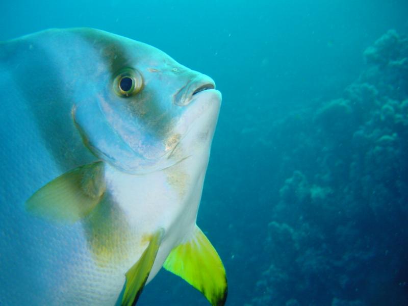 Fledermausfisch Portrait