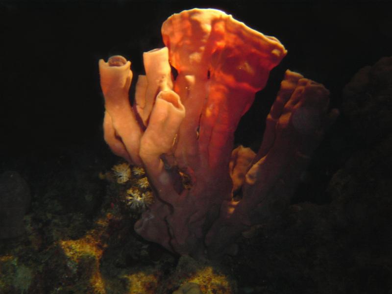 Siphonenschwamm